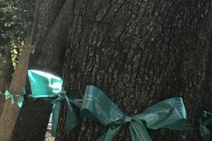Trenton New Jersey Trees With Teal Ribbons
