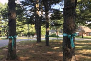 West Windsor New Jersey Ribbons Tied On Trees