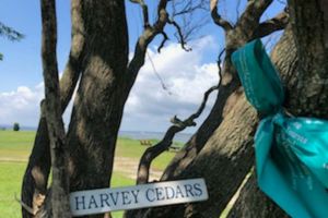 Harvey-Cedars-01