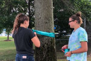 Trenton NJ Girls Tealing Tree
