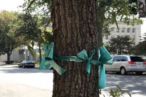Trenton New Jersey Tree Teal Ribbon