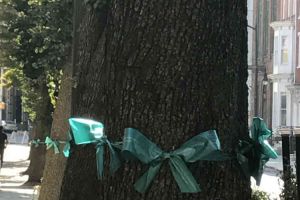 Trenton New Jersey Trees Teal Ribbons