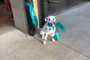 Upper Arlington OH Teal Dalmation Statue