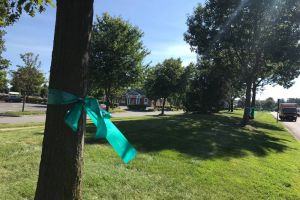 West Windsor NJ Teal Tree Field